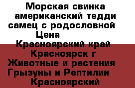 Морская свинка американский тедди,самец с родословной › Цена ­ 1 500 - Красноярский край, Красноярск г. Животные и растения » Грызуны и Рептилии   . Красноярский край